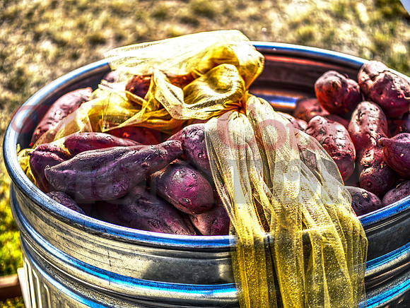 _1185209-13hdr golden sweet potatoes