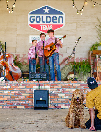 _1185100 golden doodle