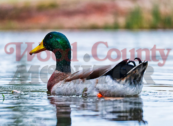 _1386965 wet mallard