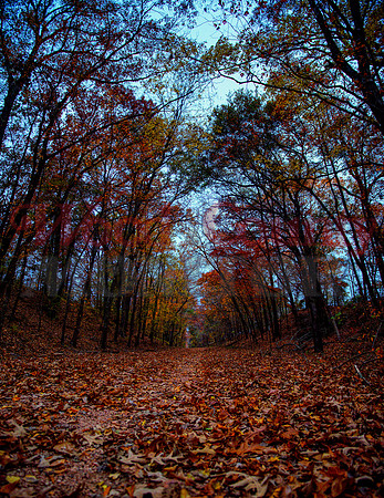_1306093-96hdr trail of fallen leaves
