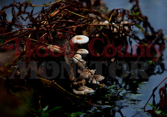 _1397664 mushrooms on log