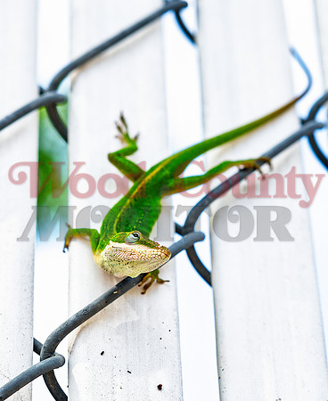 _1125068 lizard on fences