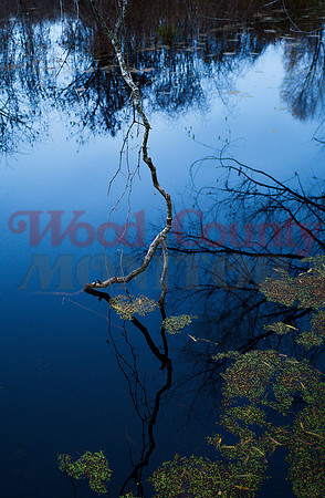 _1306078 dead limb wades-in