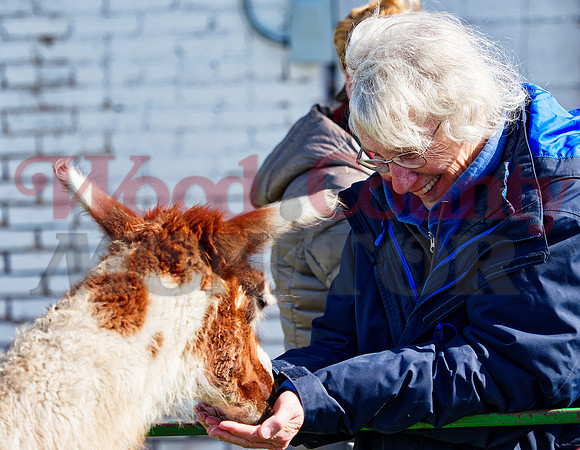 _1375645 Georgia Willison feeds alpaca
