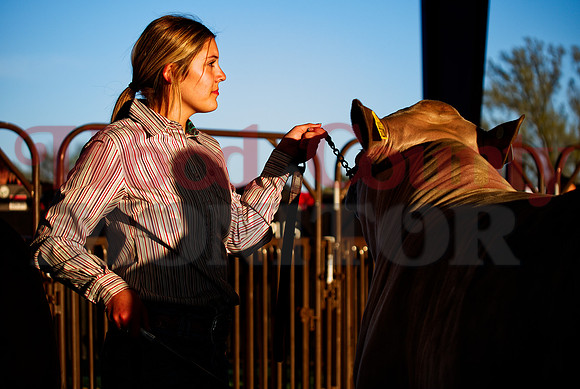 _1259069 Landrie Boyd of Alba-Golden won class-2 steer