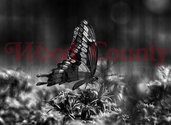 _A120284-86hdr butterfly feeds bw