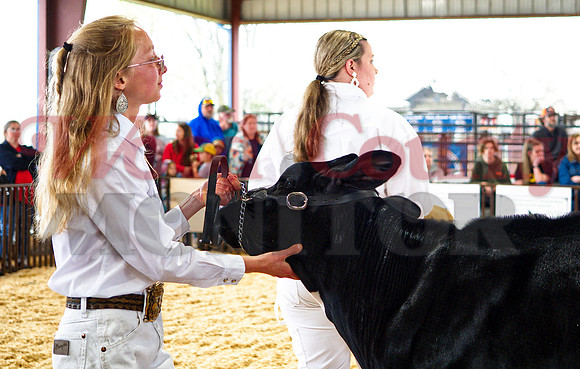_1248681 Kendall Davis shows grand champ dairy