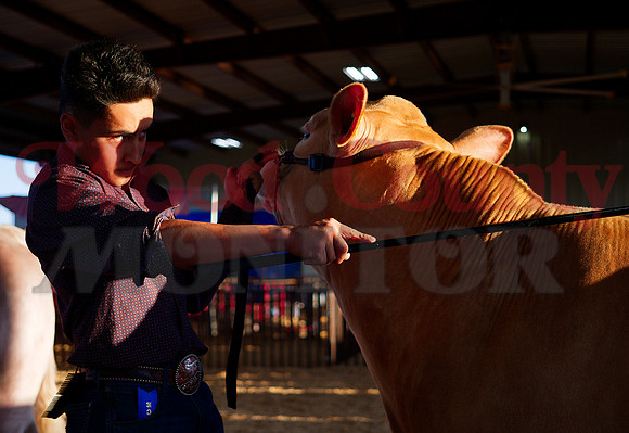 _1114414 Alexis Villeda of Mineola won Class-3 and reserve grand champ steer