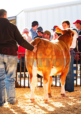 _1248966 Bailee Bishop-Wright sr showmanship steer