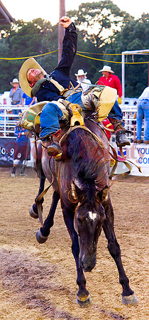 _7136578 bronc