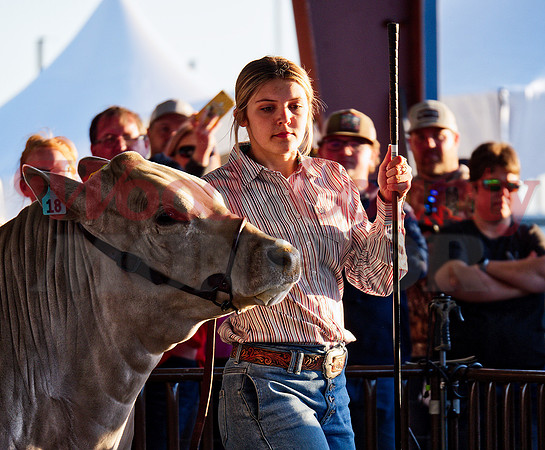 _1259056 Landrie Boyd of Alba-Golden won class-2 steer