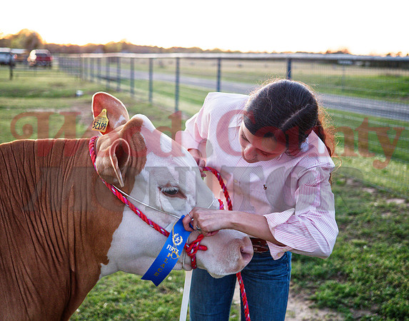 _1114459 Bailee Bishop attaches ribbon to steer