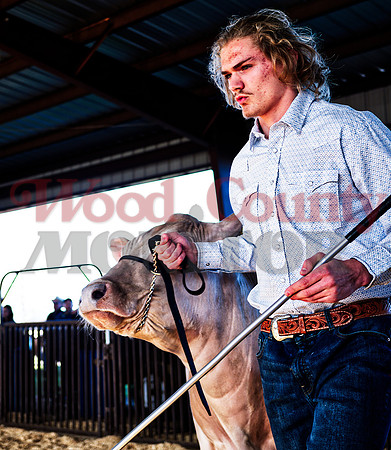 _1114363 steer