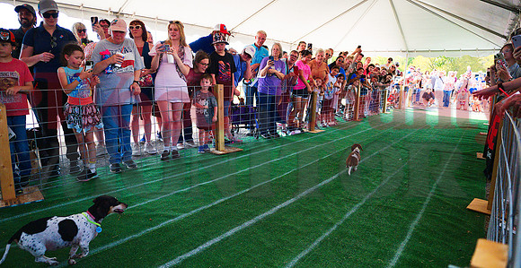 _1609289 weinerdog fans