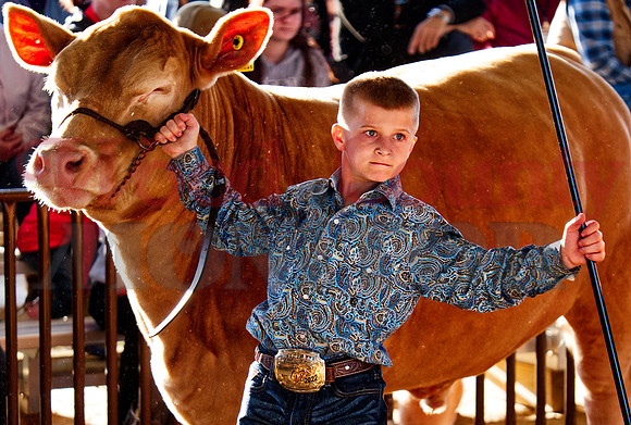 _1248997 Taylor Arney won jr showman steer