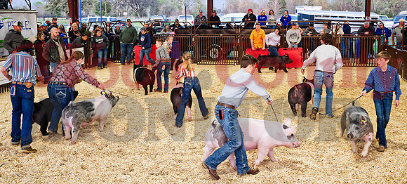 _1113939 swine class winners show