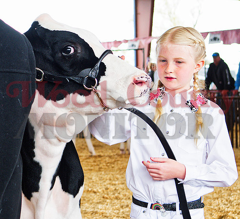 _1248665 Addy Bolt with dairy heifer
