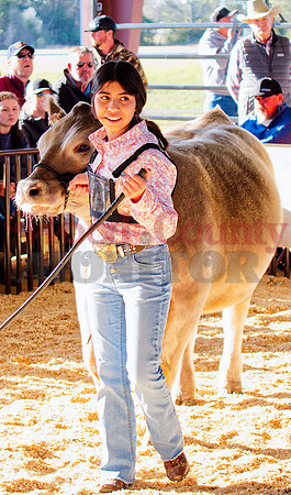 _1248928 Ashley Ventura wins intermediate showmanship heifer