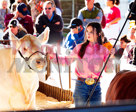 _1248940 Kinlee Baker earns sr showmanship heifer