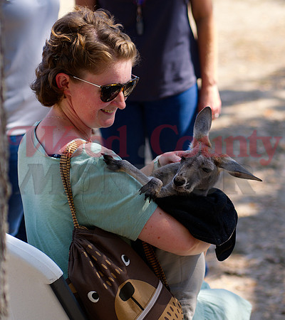 _1354789 Lori Albin holds kangaroo
