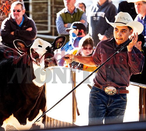 _1248943 Alexis Villeda shows heifer