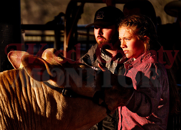 _1249034 Larkin Spears shows steer