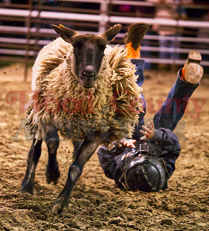 _1127153 no luck lamb buck