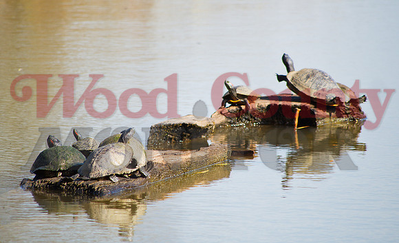 _1164201 terrapins