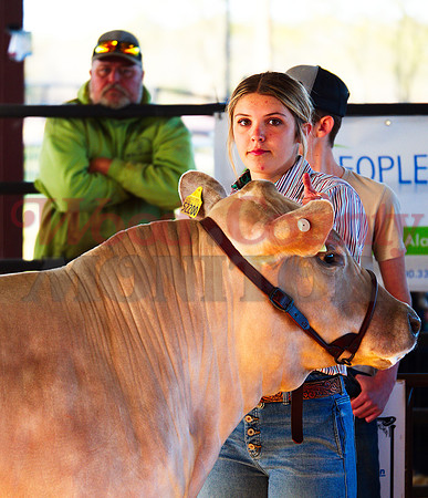 _1248984 Landrie Boyd of Alba-Golden won class-2 steer.jpg