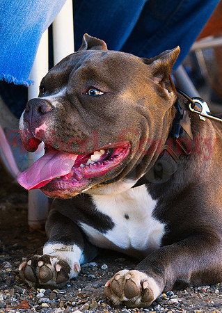 _9280108 bane wins cutest