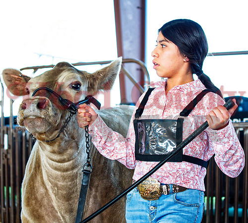 _1248857 Ashley Ventura of Mineola won class-3 heifer and intermediate showmanship