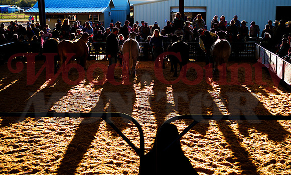 _1114389 class-4 steers