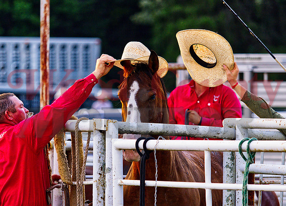 _7136487 horse hat
