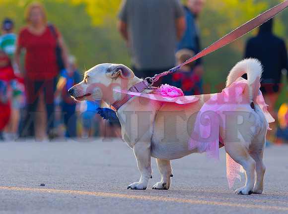 _A311009 butterdog