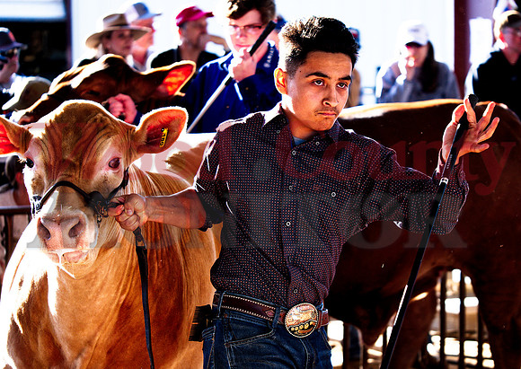 _1248996 Alexis Villeda of Mineola shows class-3 and reserve grand champ steer