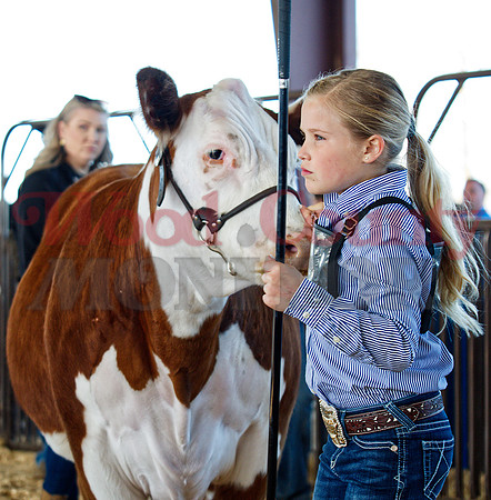 _1248875 Brayley Carr w1st class4 heifer