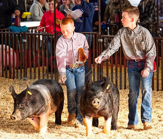 _1248724 swine show