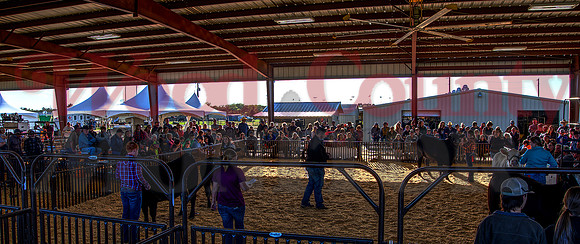 _1114289-93hdr class-1 heifers