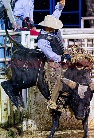 _7125945 bull