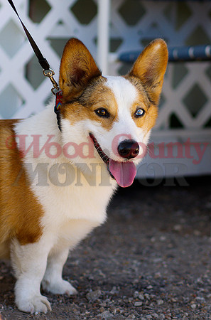_1332527 corgi