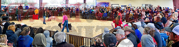 _1113884 swine show draws a crowd
