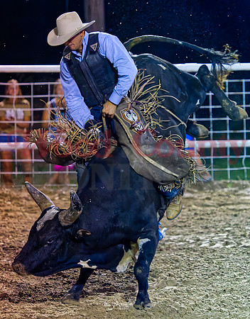 _7125954 bull