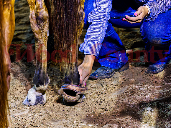 _7115380 hoof
