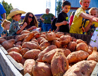 Golden Sweet Potato Festival - Oct. 26, 2024