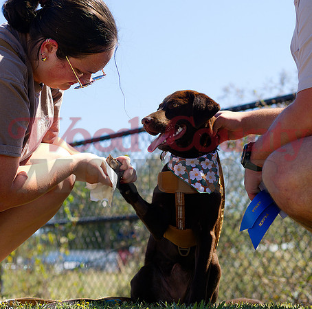 _1332548 paw care
