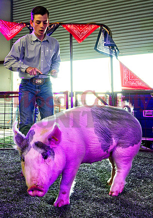 _1114481 Ben Boisclair sells grand champ hog for 4k